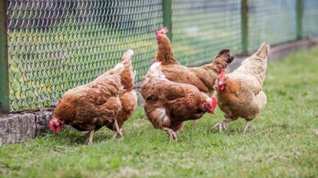 “When chickens are drinking medicine.” au