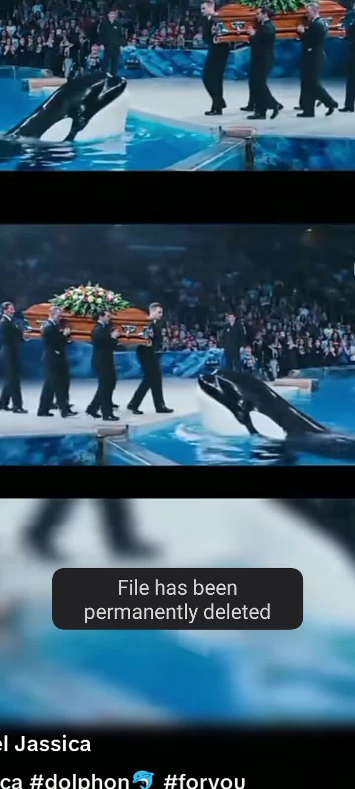 Jessica's dolphin
