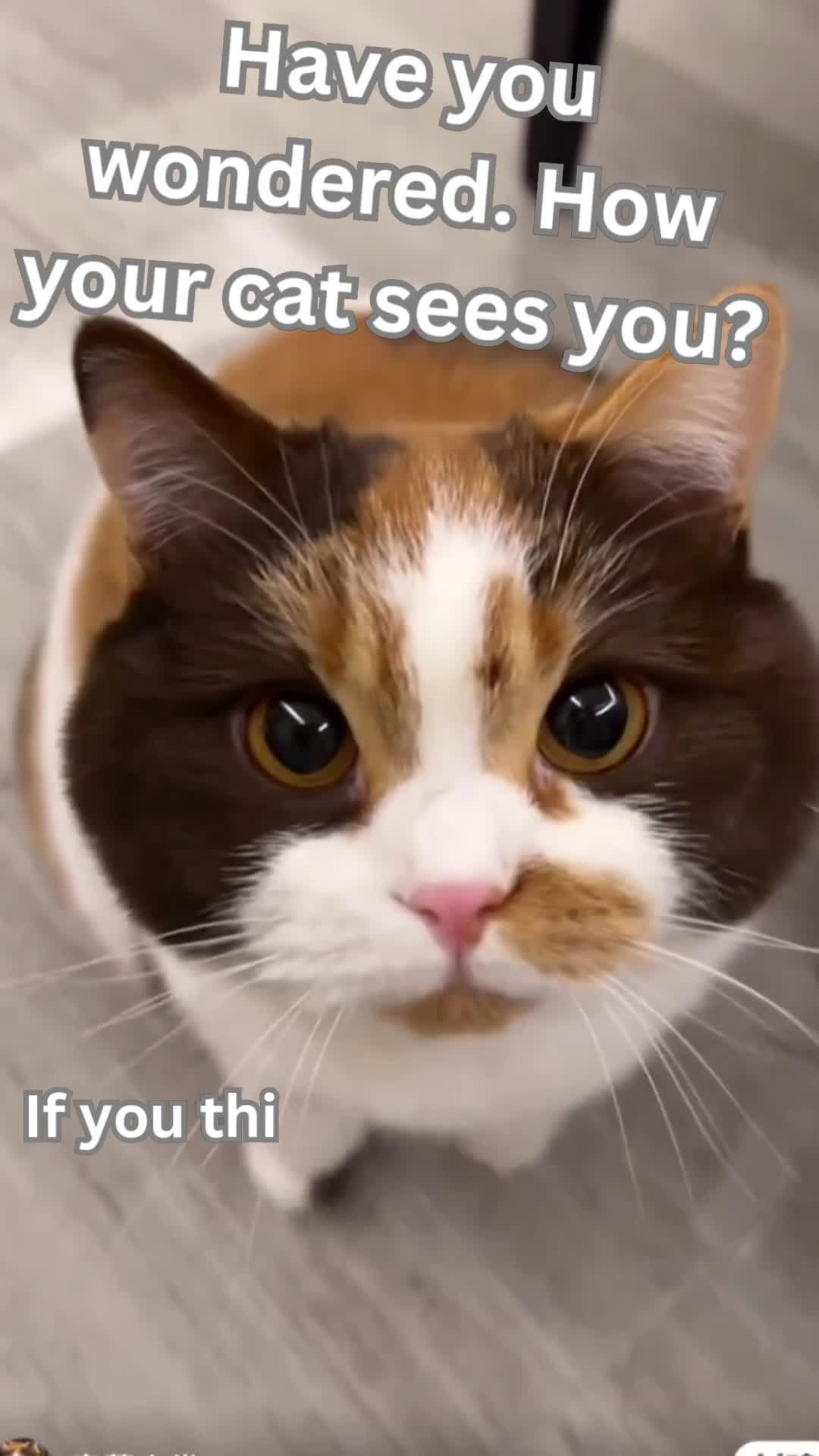 Have you ever wondered, How your cat sees you?