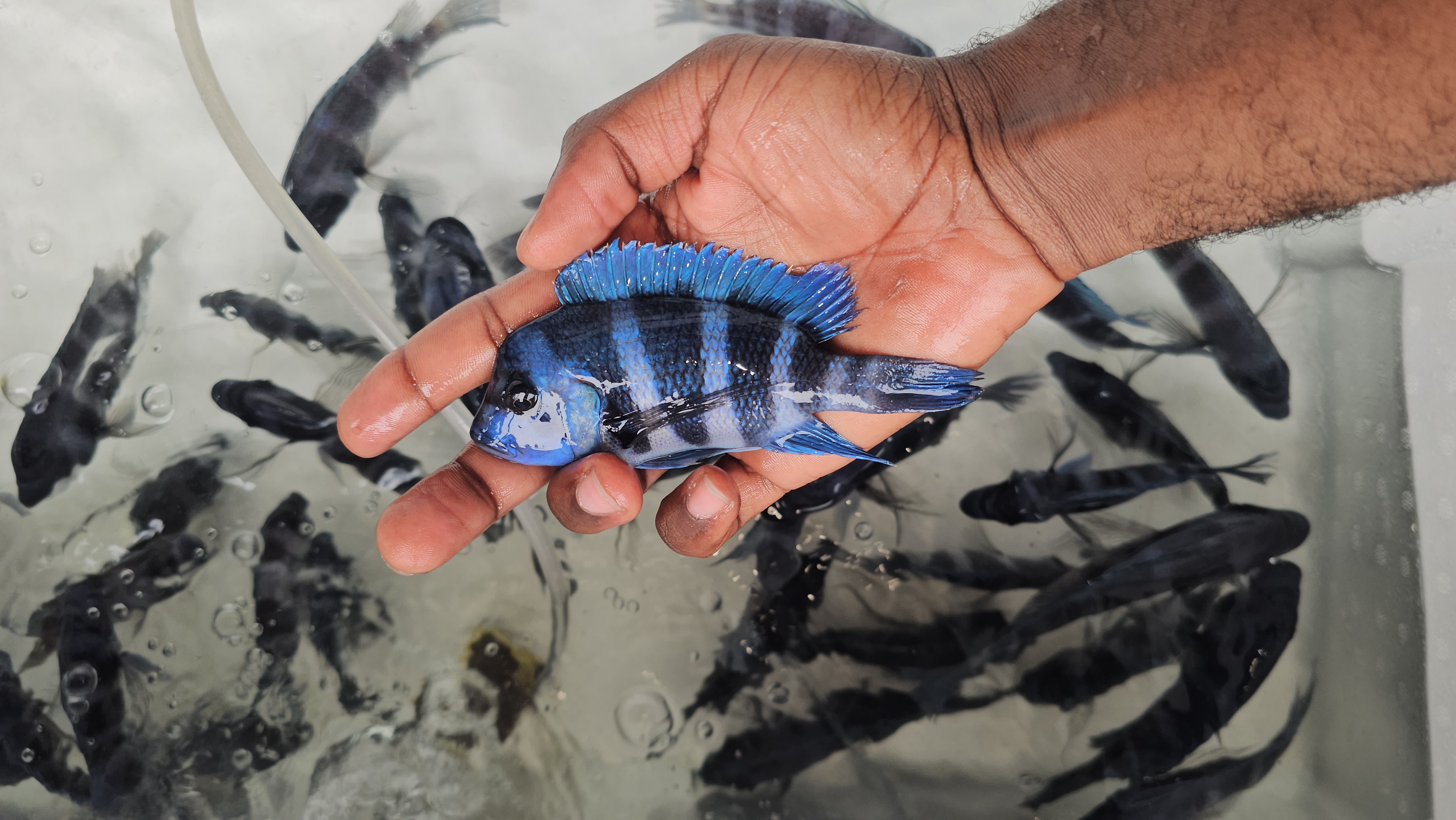 BeautyTropicaFish avatar